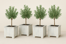 Jardinière carrée S Lignum Acacia FSC 30 x 30 cm Blanc